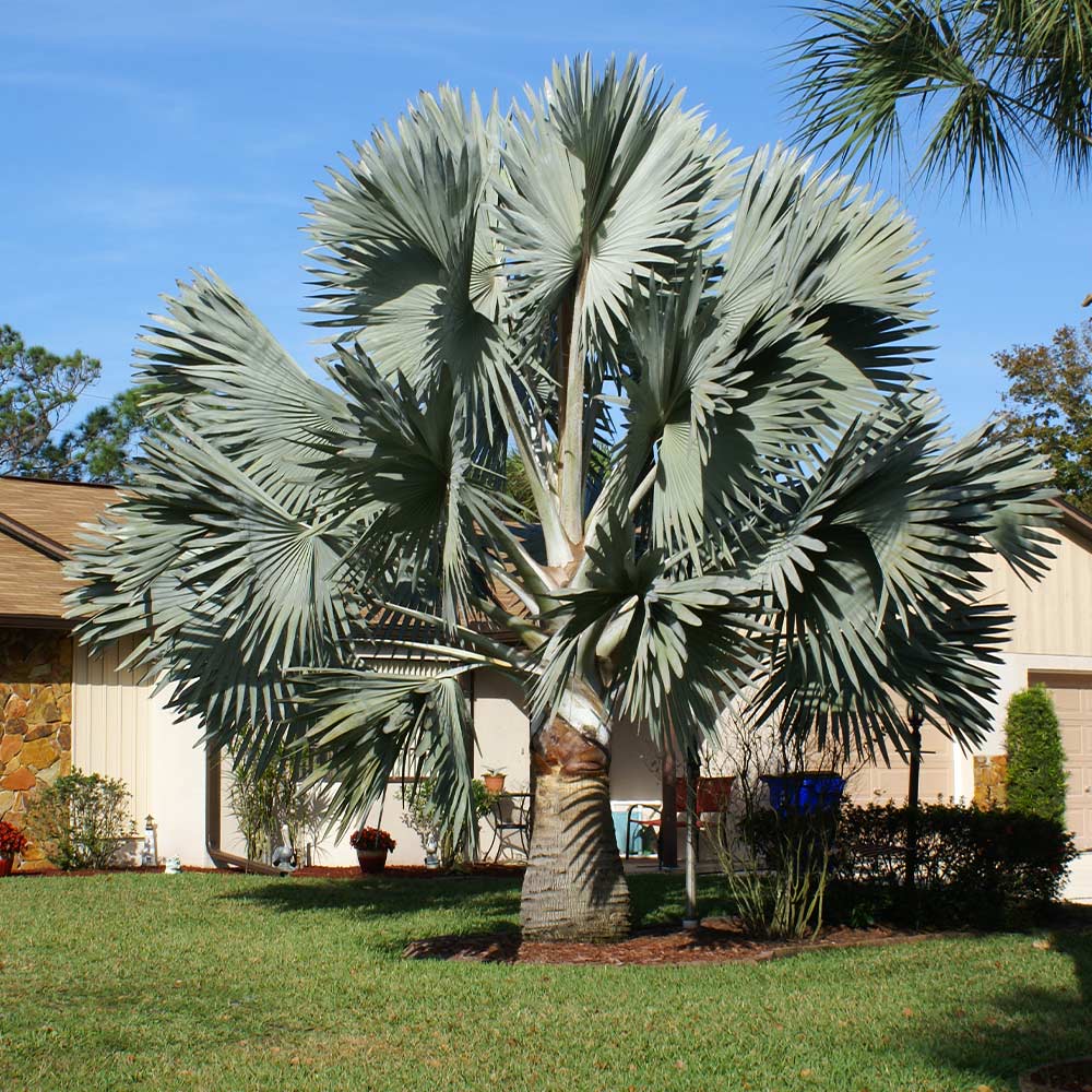 Bismarck Palm Tree