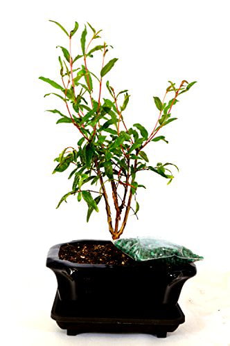 9GreenBox - Dwarf Pomegranate Mame Bonsai Great Fruiting Plant With Ceramic Pot