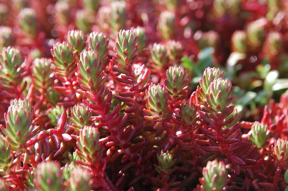 Red Wiggle Stonecrop Perennial - Sedum - Loves the Sun - Live Plant - Quart Pot