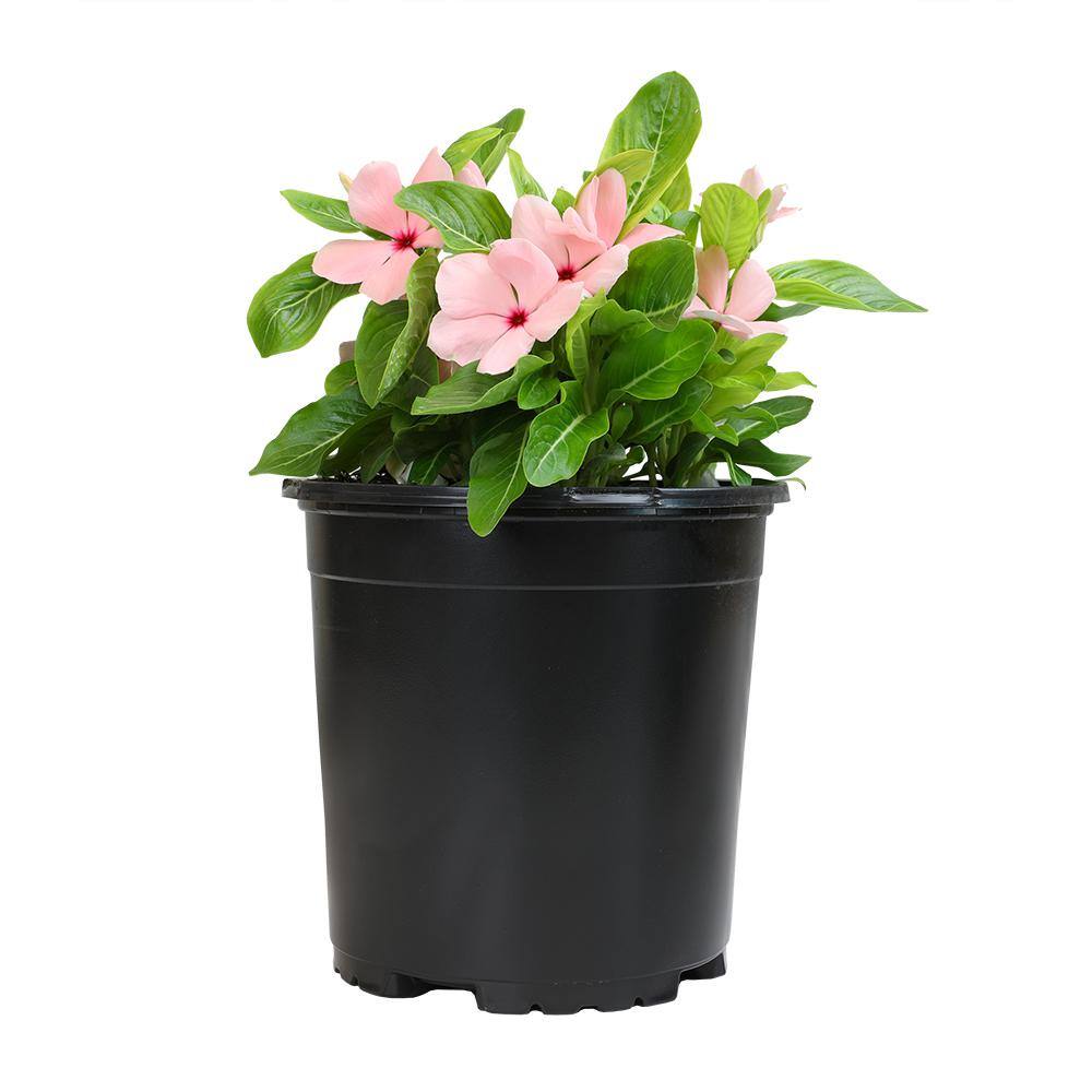 ALTMAN PLANTS 1-Gallon Vinca Plant Pink Flowers (Single) 0881452