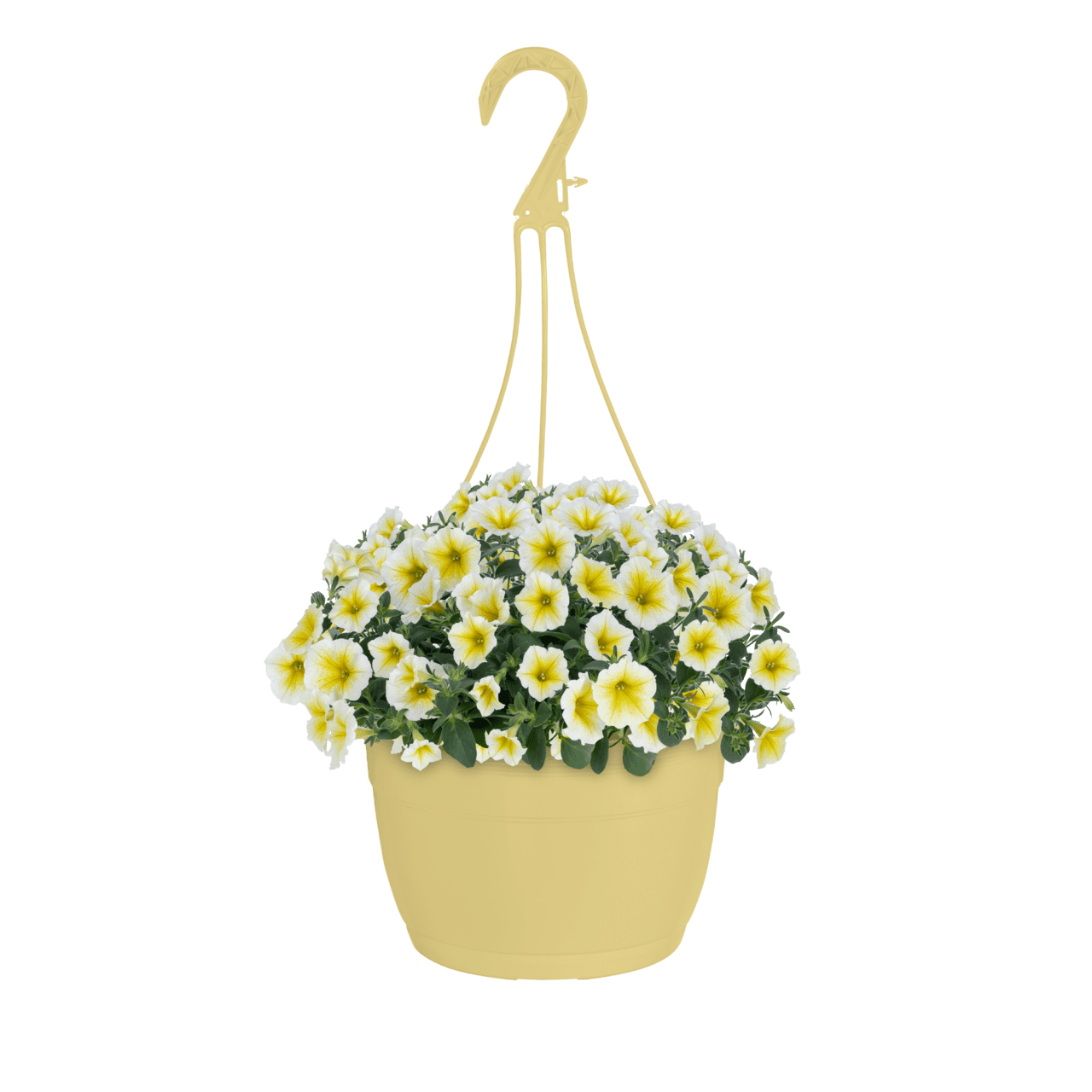 Bees Knees 1.5G Yellow Petunia Annual Live Plant (1 Pack) with Hanging Basket