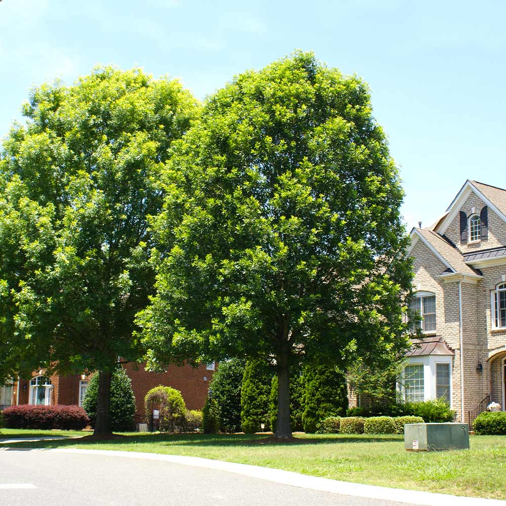 White Oak Tree