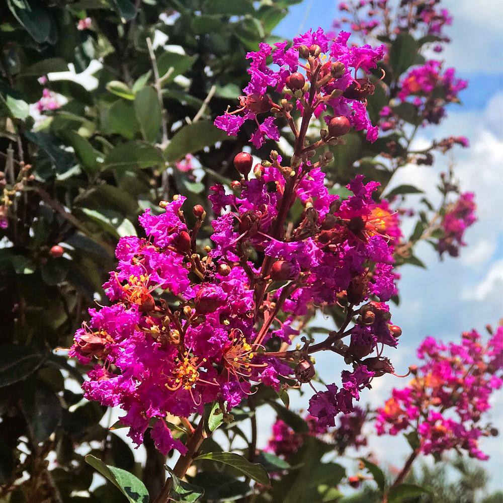 SOUTHERN LIVING 1 Gal. Miss Sandra Crape Myrtle Tree CRMMSA01G