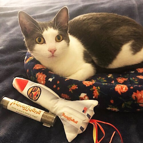 Meowijuana Get Blasted Rocket Wand Refillable Cat Toy with Catnip