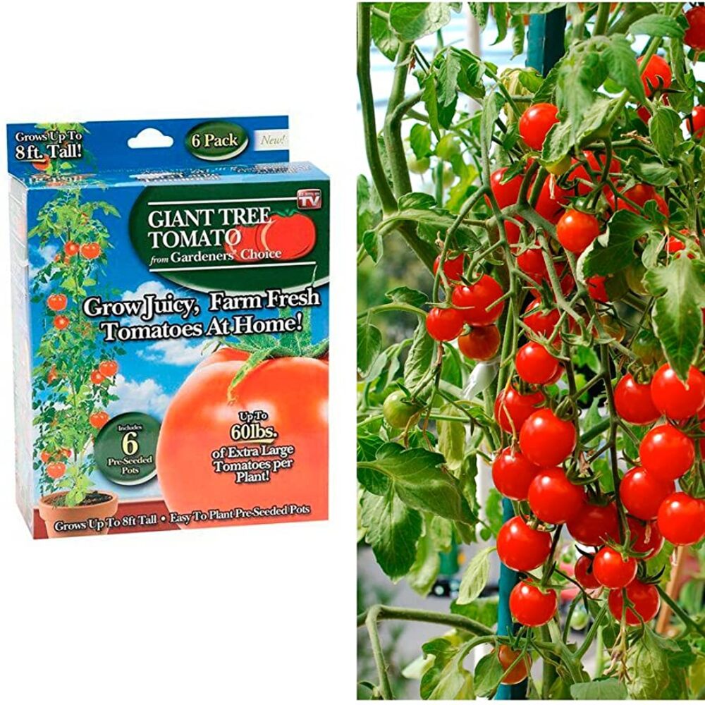 Spring River Nurseries Gardener's Choice Giant Tree Tomato - Includes 12 Pre-Seeded Pots Green