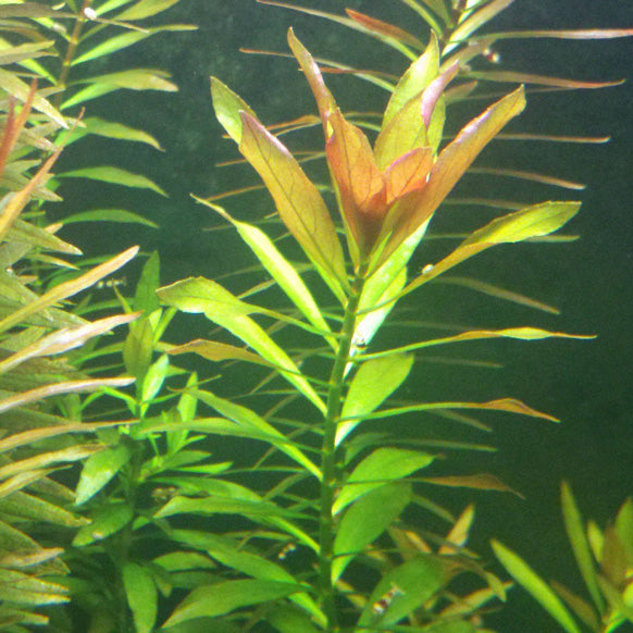 Vietnamese Rotala (Vietnam Hr'a) Bunch Live Aquarium Plants BUY2 GET1 FREE