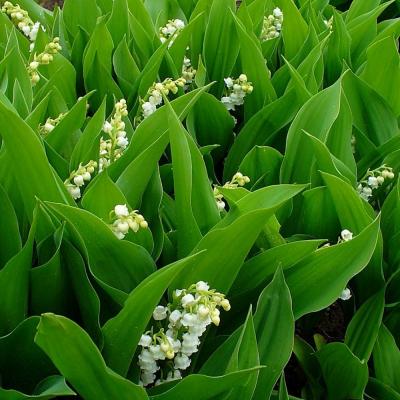 Classy Groundcovers - Lily of the Valley May Lily， May Bells， Lily Constancy， Ladder-to-Heaven， Male Lily， Muguet， Our Lady's Tears {25 Bare Root Plants}