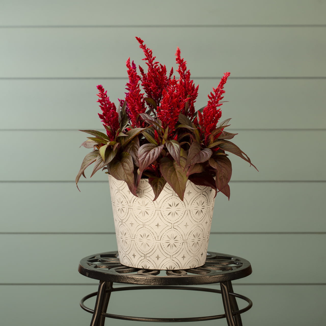 Dragons Breath 2.5QT Red Celosia Live Plants (3 Pack) with Grower Pots