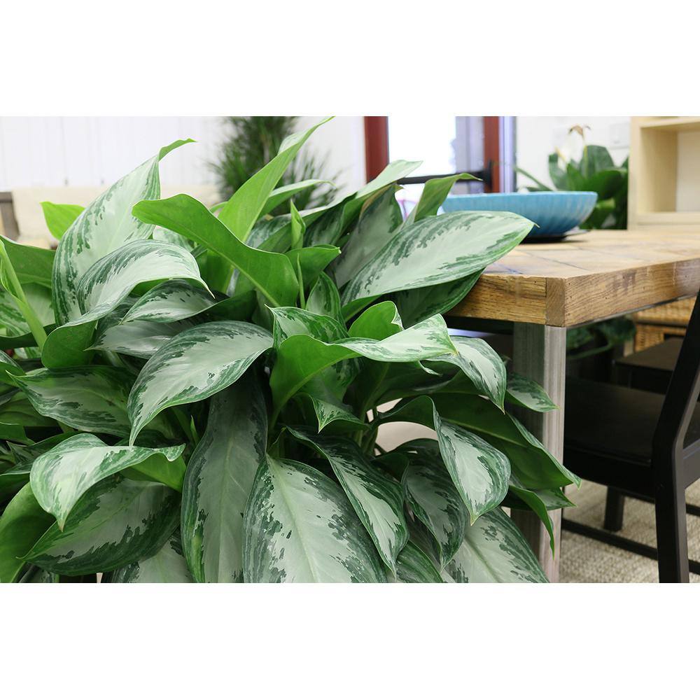 Costa Farms Aglaonema Silver Bay Indoor Plant in 9.25 in. Grower Pot Avg. Shipping Height 2-3 ft. Tall 10AGLO