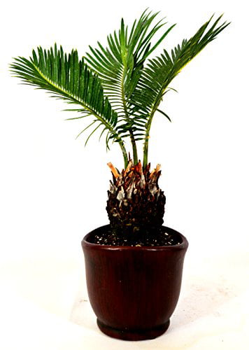 9GreenBox - Sago Palm - 4.5