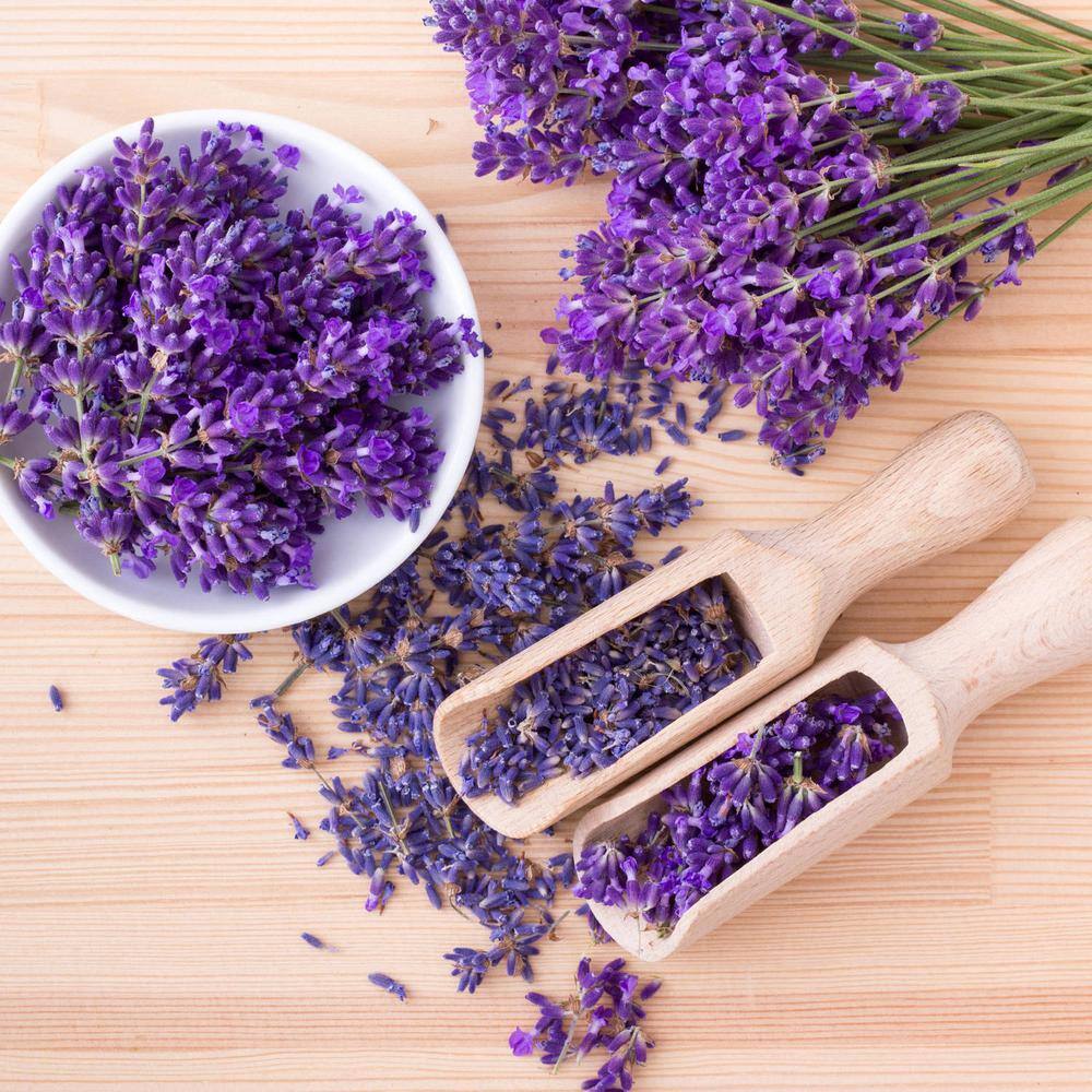 Bonnie Plants 25 oz. Lavender Plant with Purple Flowers 1003800722
