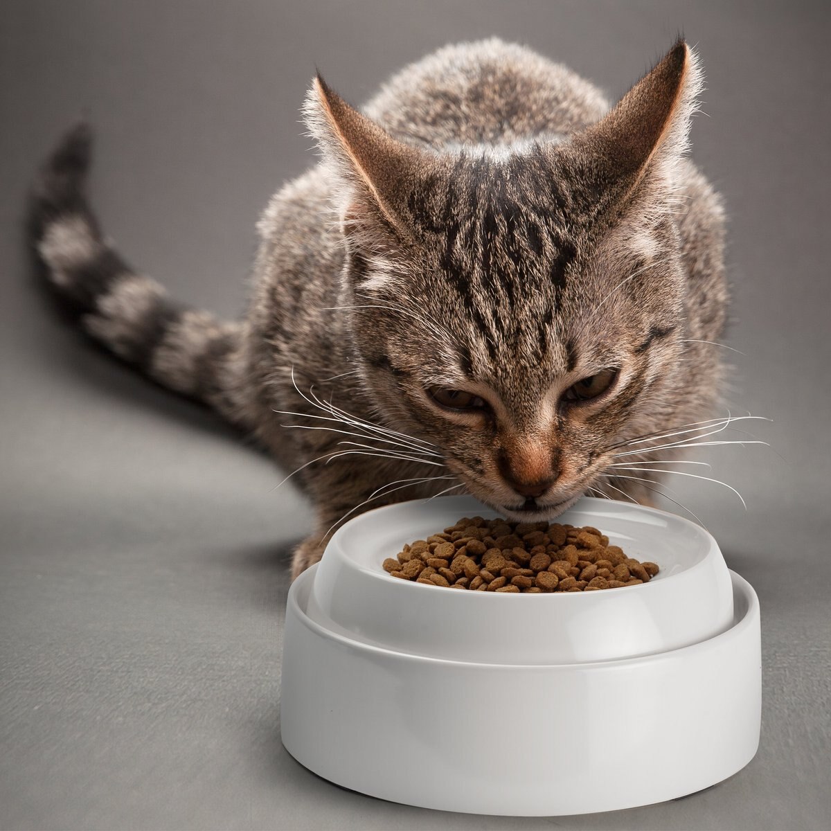 CatGuru Cat Food Bowls， 2 count