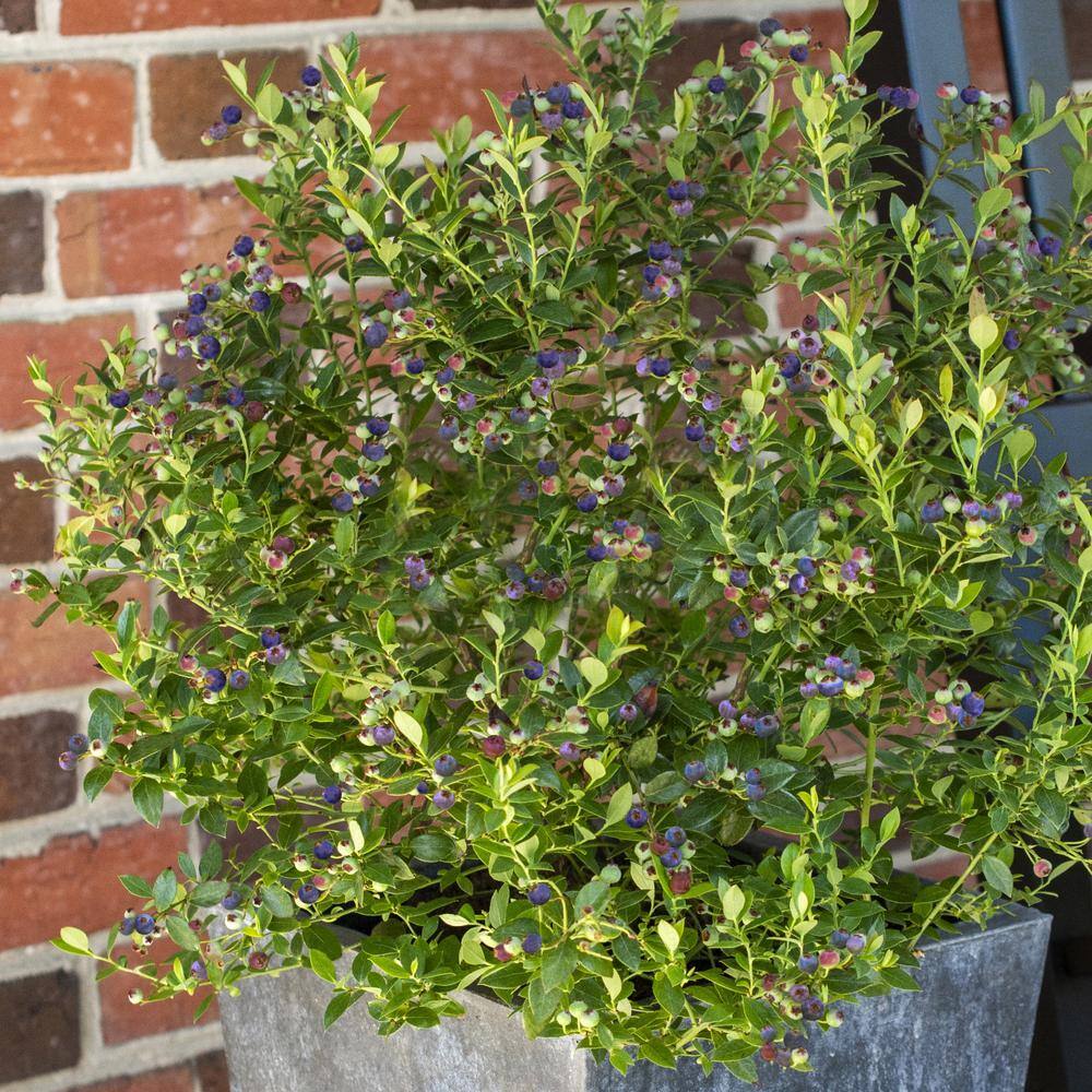 BUSHEL AND BERRY 1 Gal. Bushel and Berry Blueberry Buckle Blueberry Live Plant HD1665