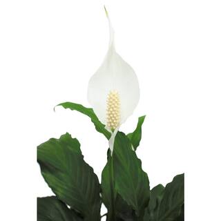 Vigoro Peace Lily Indoor Plant in 6 in. White Ribbed Plastic Décor Planter Avg. Shipping Height 1-2 ft. Tall (2-Pack) CO.SY06.3.VI.WH