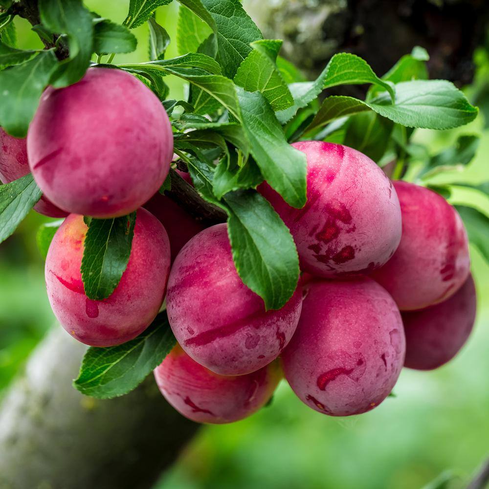 Perfect Plants 4-5 ft. Tall Bruce Plum Tree in 5 Gal. Grower's Pot Fruit Matures Mid Summer THD00585