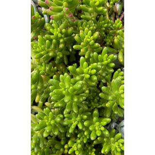 Zeus  Ruta Sedum Rubrotinctum Drought Tolerent Pet-Safe Spreading in Pots (1-Pack) W1012-SR1