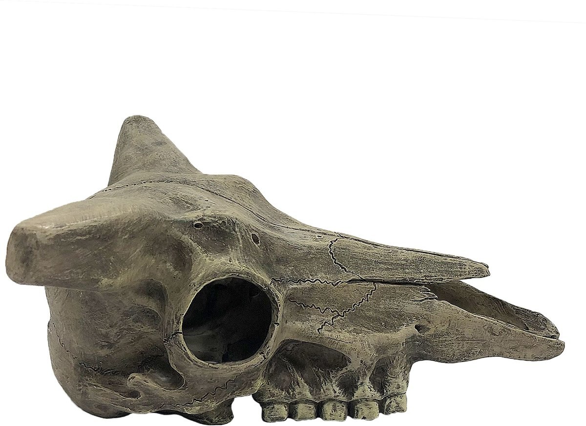 Komodo Deer Skull， Medium