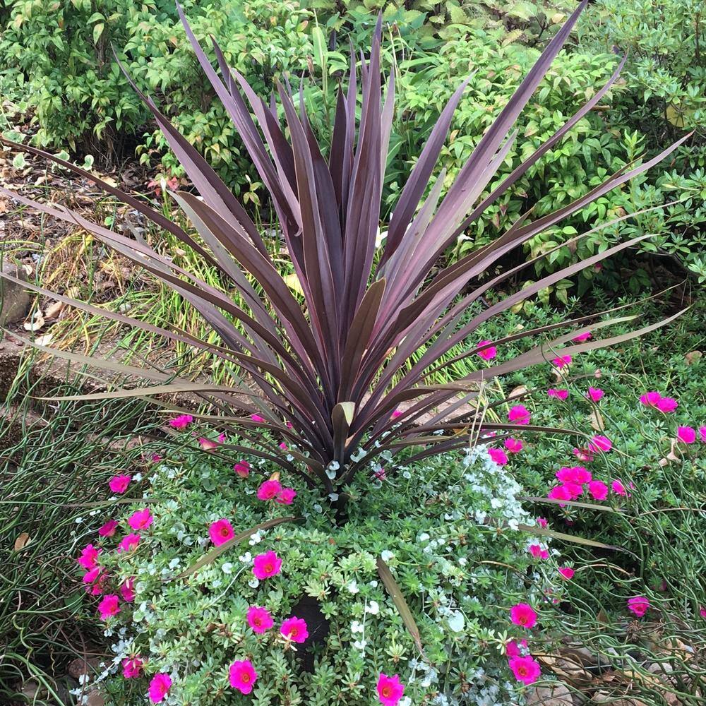 OnlinePlantCenter 3 Gal. Red Sensation Grass Palm Cordyline With Burgundy Foliage CORD8211G3