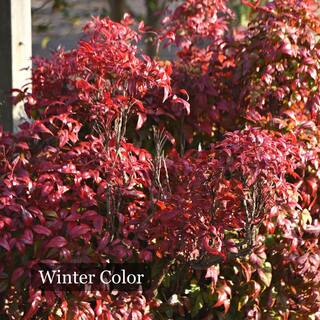 Alder  Oak #5 Container Fire Power Heavenly Bamboo Shrub (2-Pack) NAFI05