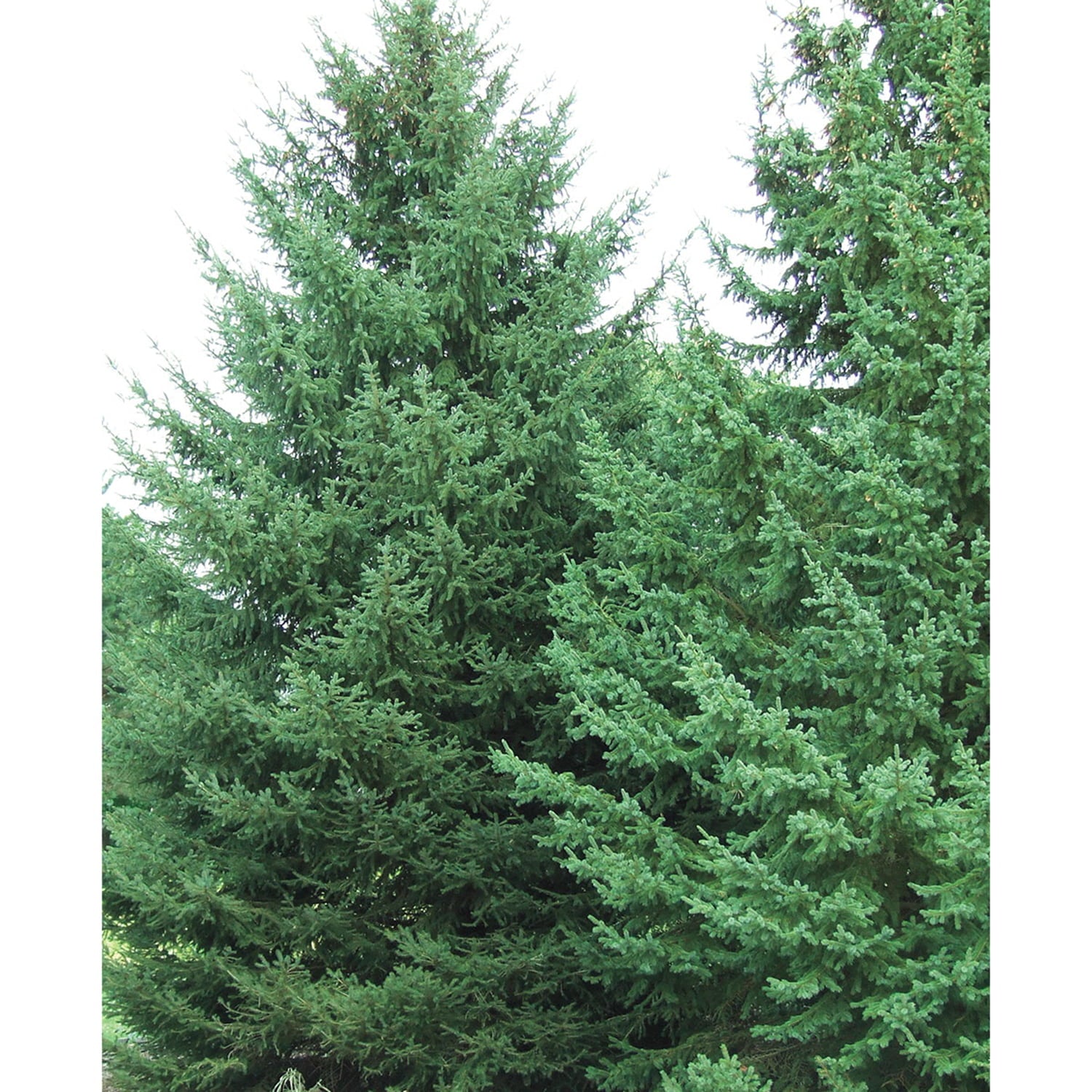 Black Hills Spruce Live Evergreen Tree grown in a 2.50 Quart Pot (1-Pack)