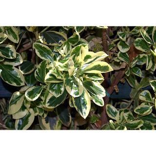 Online Orchards 1 Gal. Silver King Euonymus Shrub Evergreen Leaves with Silvery White Edges SBEU003