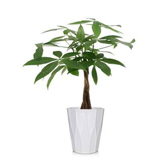 Just Add Ice Green 5 in. Money Tree Plant in Ceramic Pot 262768