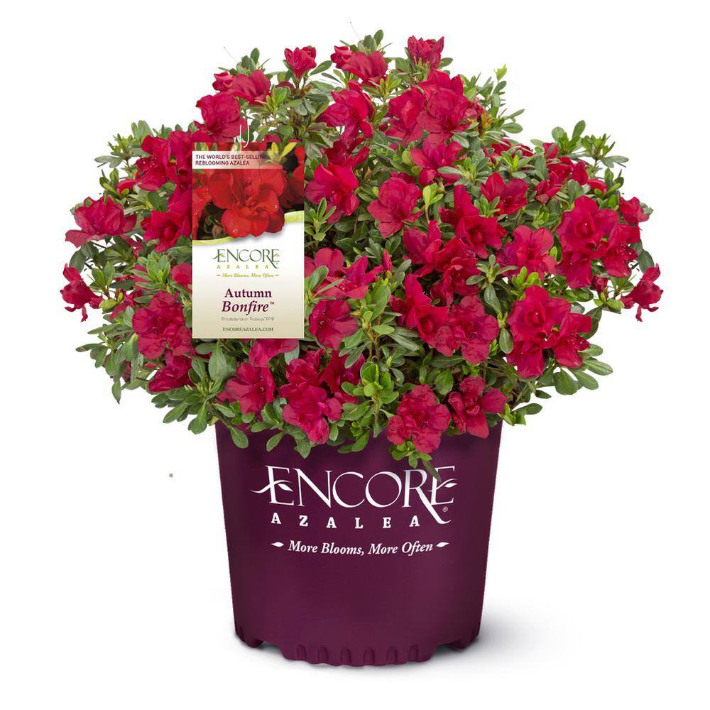 ENCORE AZALEA 1 Gal. Autumn Bonfire Reblooming Azalea Shrub with Red Flowers 80371