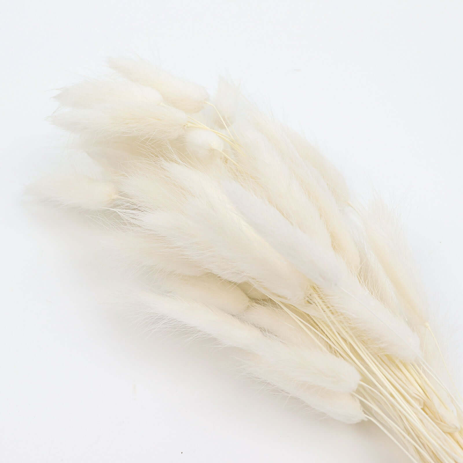 50 Pack Natural White Rabbit Tail Dried Pampas Grass Flower Bouquets, Boho Stem Arrangements 15