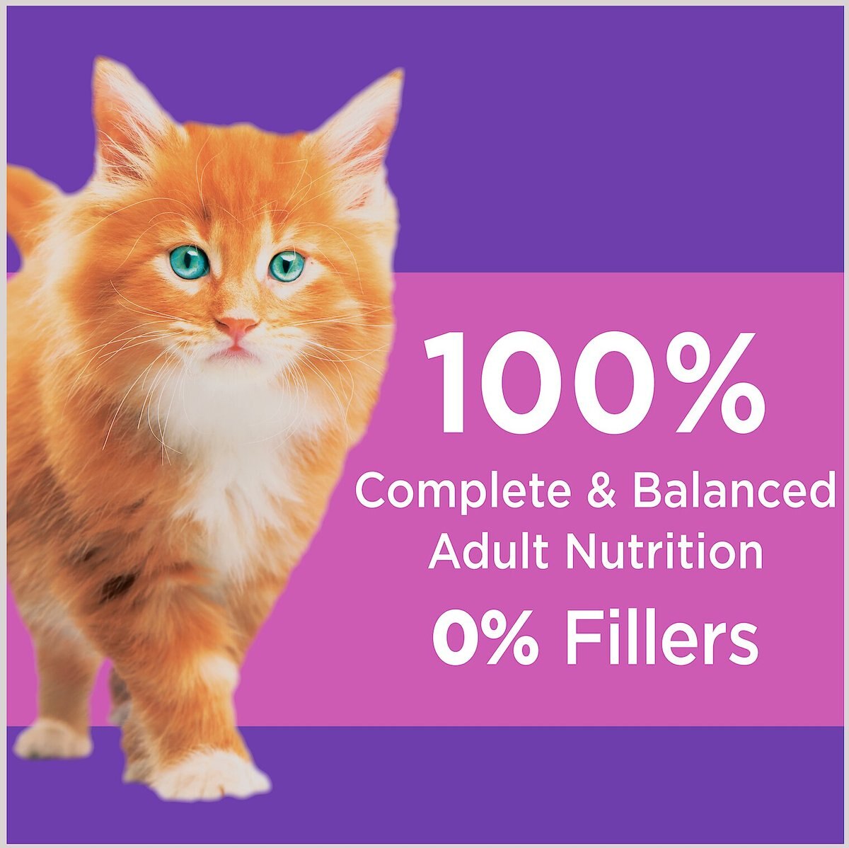 Iams ProActive Health Kitten Dry Cat Food