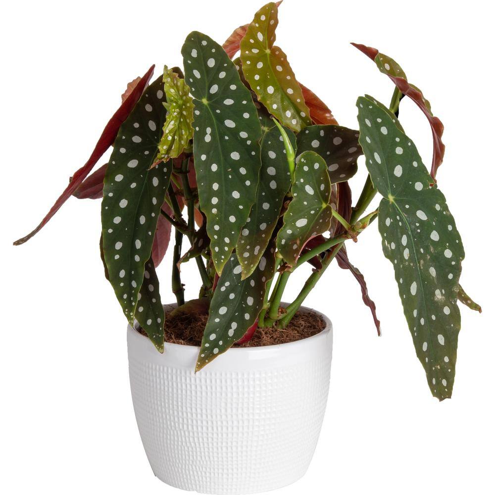 Costa Farms 6 in. Trending Tropicals Begonia Maculata Plant in White Decor Pot CO.PIL6CGPPK2