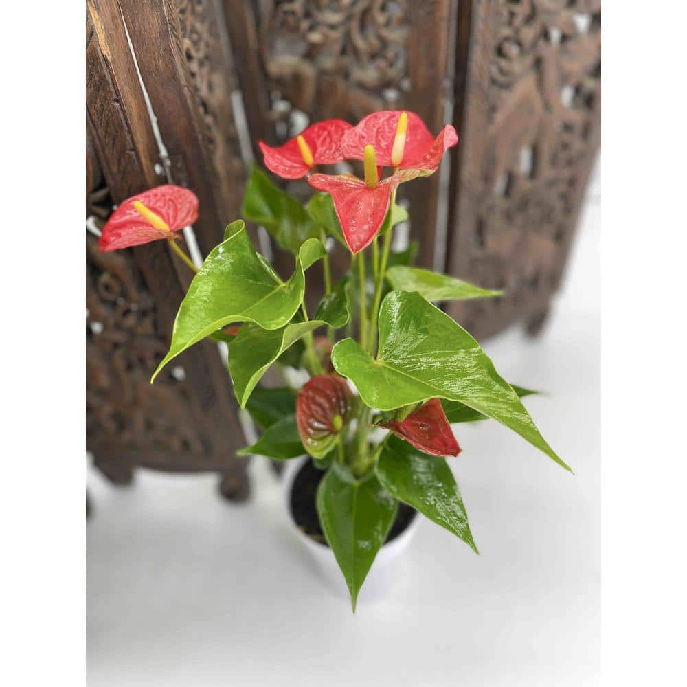 EVERBLOOM GROWERS INC. 5 in. Anthurium Assorted Plant 5ANTASS