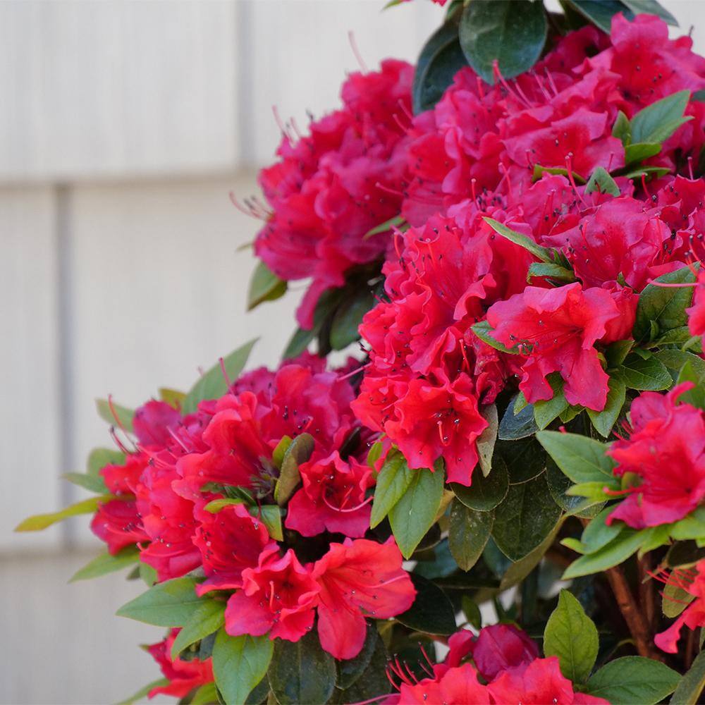 PROVEN WINNERS 2 Gal. Perfecto Mundo Red Azalea Shrub with Red Flowers 18181