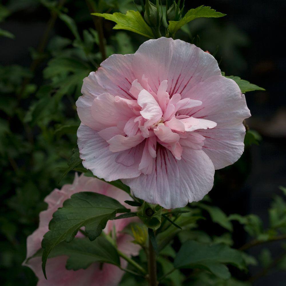 PROVEN WINNERS 4.5 in. Qt. Pink Chiffon Rose of Sharon (Hibiscus) Live Shrub Light Pink Flowers HIBPRC2137800