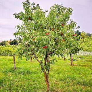 1 Gal. Ruston Red Peach Tree PCHRUS01G