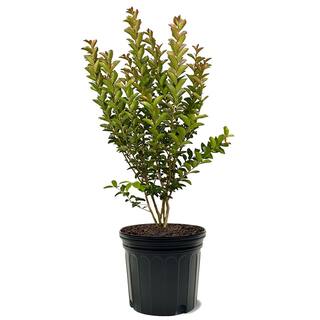 SOUTHERN LIVING Miss Sandra Crape Myrtle Green Leaf Purple Flowering Ornamental Tree CRMMSA07G