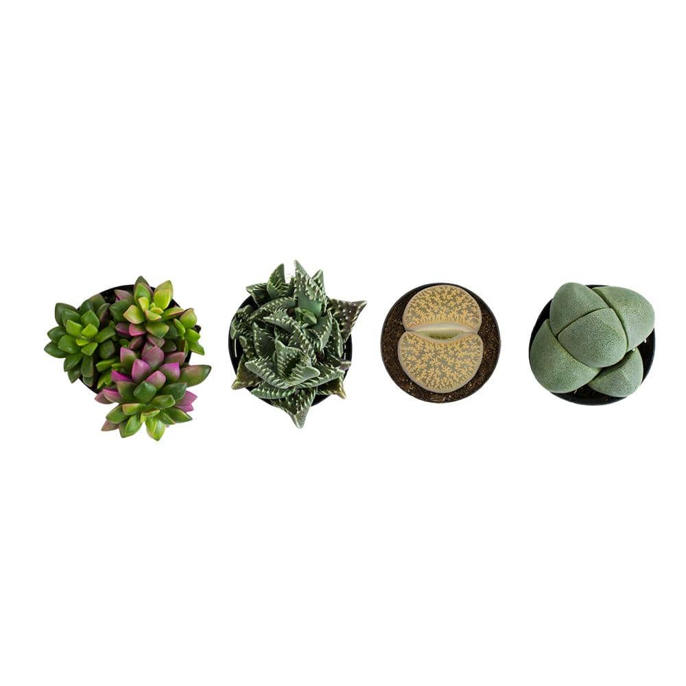 SMART PLANET 2.5 in. Mimicry Assorted Succulent Plants (4-Pack) 0880052