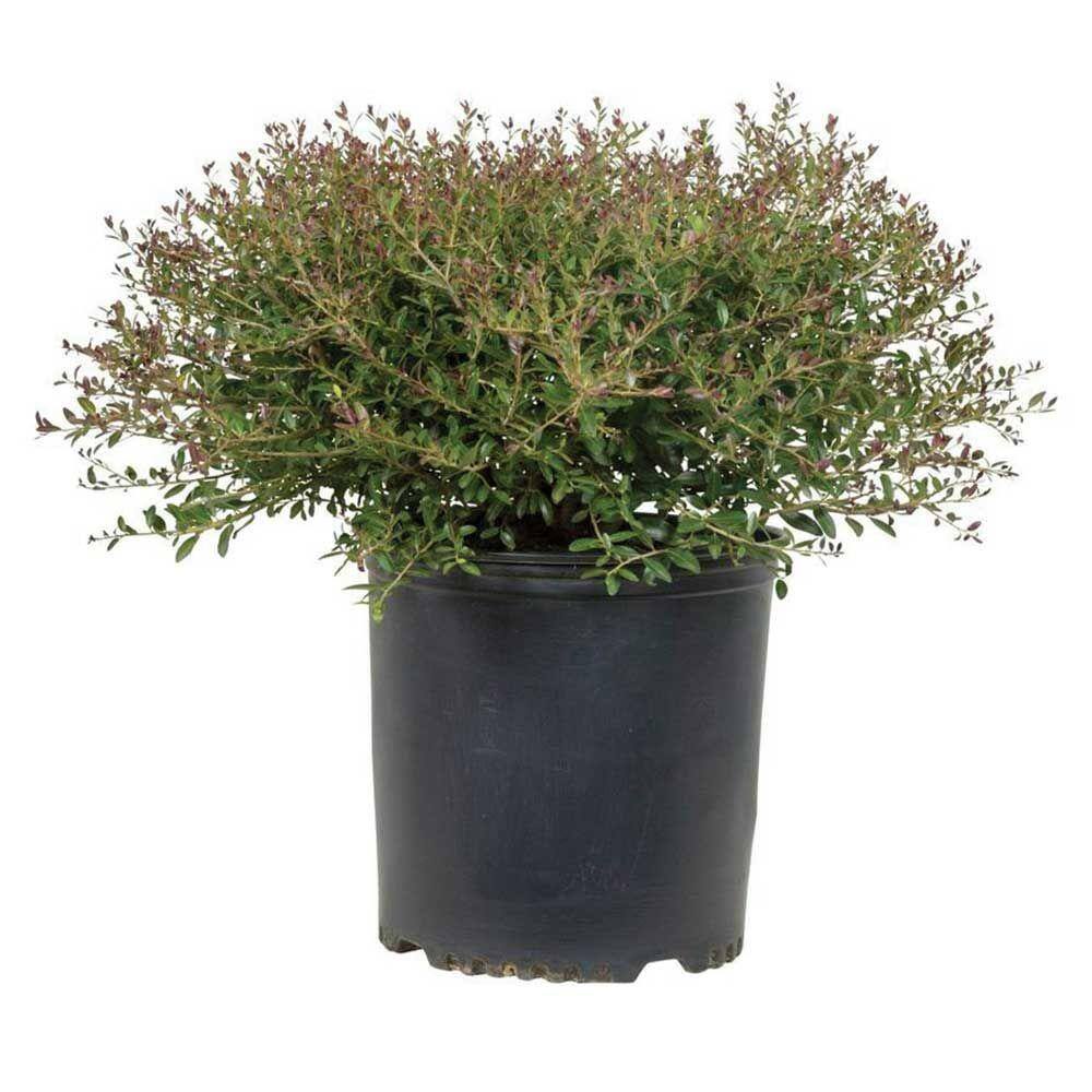 FLOWERWOOD 2.5 Gal - Bordeaux Yaupon Holly(Ilex) Live Evergreen Shrub Burgundy-Red New Foliage 31623FL