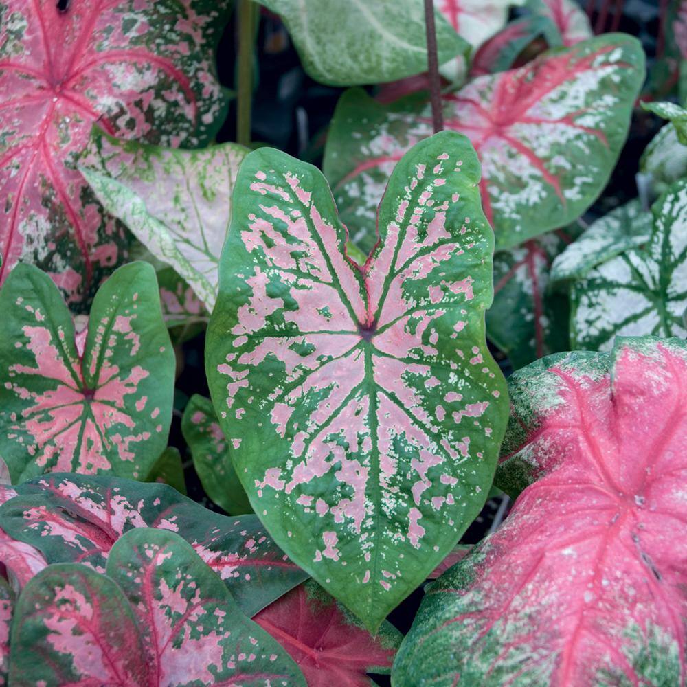 Vigoro 1 Gal. Pink Caladium Plant 6253