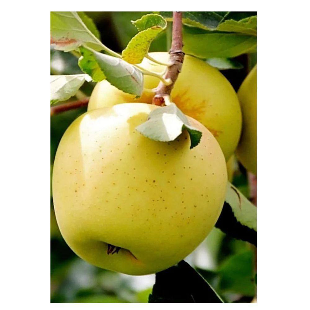 7 gal. Golden Delicious Apple Tree APPGOL07G