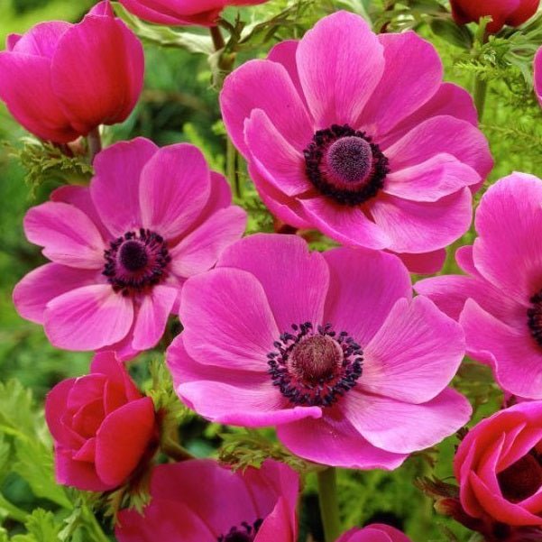 Anemone Coronaria Sylphide (Pink) - Bulbs