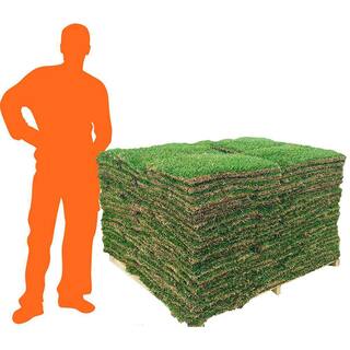 Harmony 500 sq. ft. Zoysia Sod (1-Pallet) HH500Z1