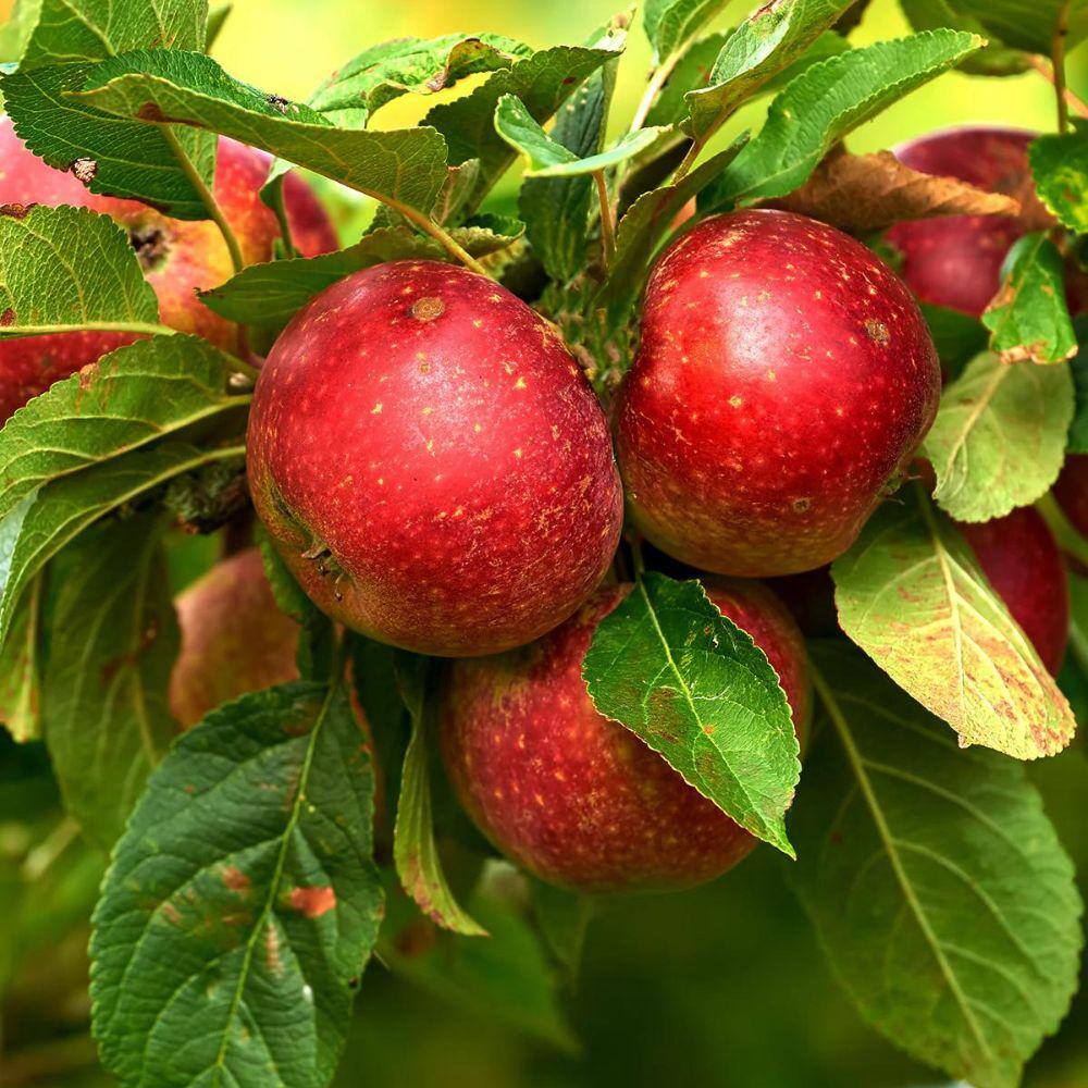 5 gal. Liberty Apple Tree APPLIB05GSL