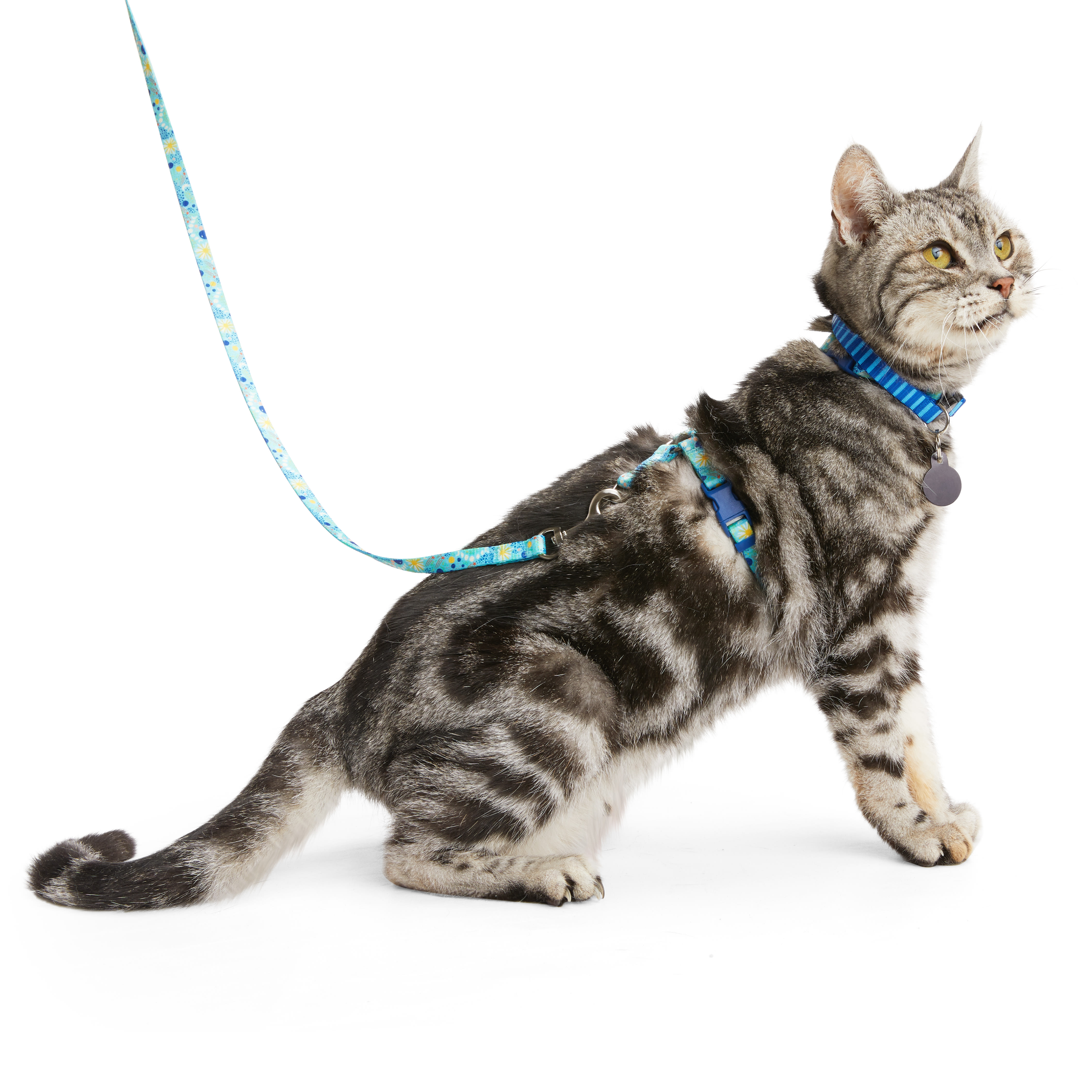 YOULY Black Space Kitten Harness  Lead