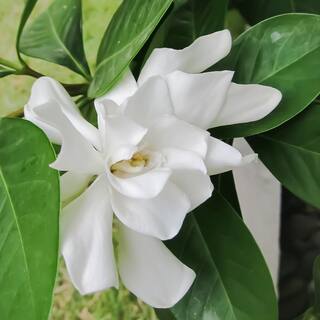Brighter Blooms 3 Gal. Flowering Frost Proof Gardenia with White Blooms GAR-FRO3