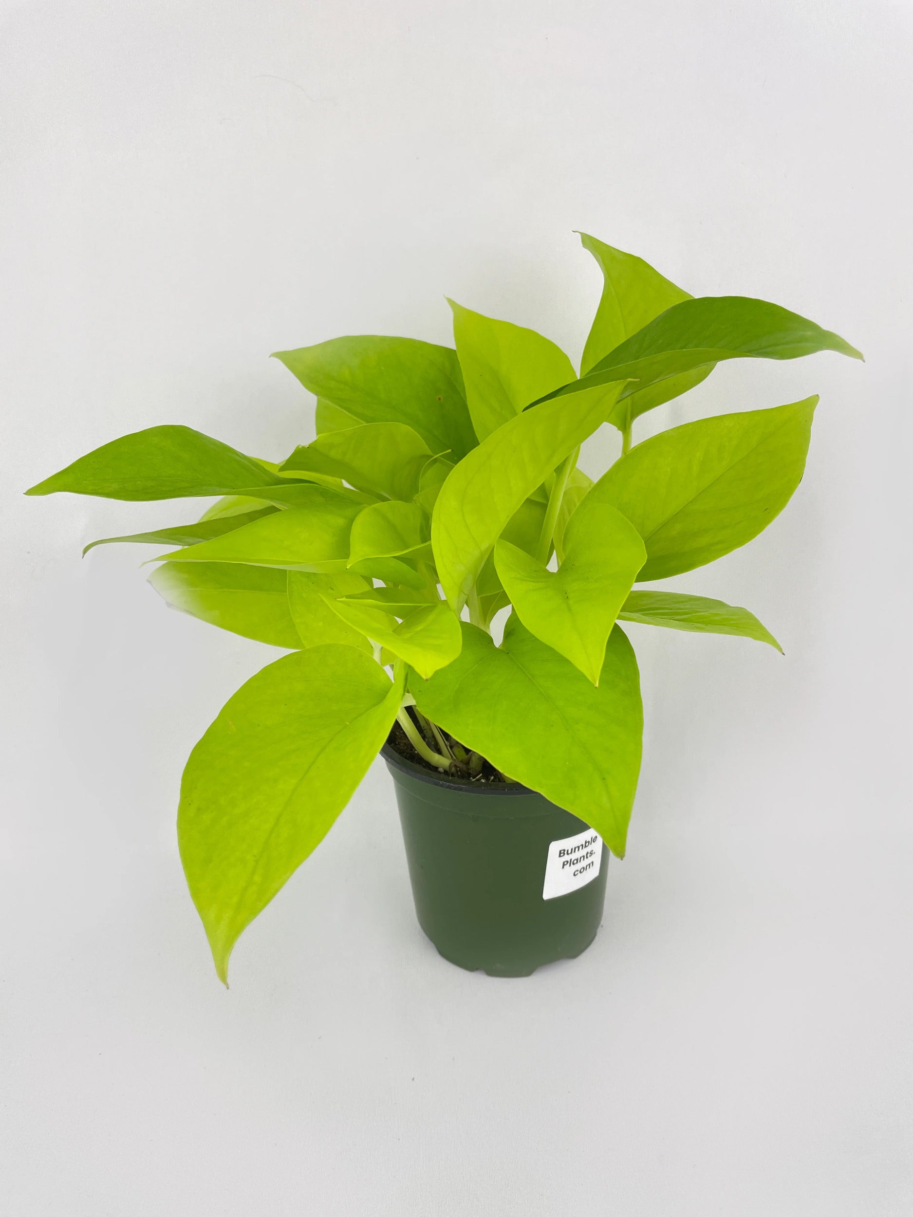 Neon Lemon Lime Pothos