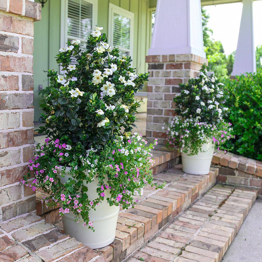SOUTHERN LIVING 2.5 qt. Diamond Spire Gardenia Live Evergreen Shrub with White Fragrant Blooms 8655Q