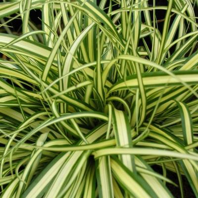 Classy Groundcovers - Sedge 'Evergold' Golden Japanese Variegated Sedge， Evergreen Striped Weeping Sedge， Oshima kan suge， Golden Japanese Variegated Rush， Old Gold {25 Pots - 3 1/2 inch Square}