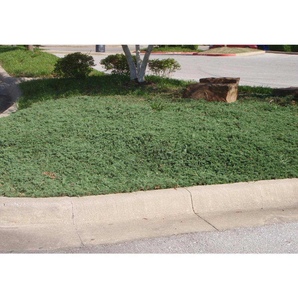 2.25 Gal. Blue Rug Juniper Live Shrub with Silvery-Blue Foliage O492503