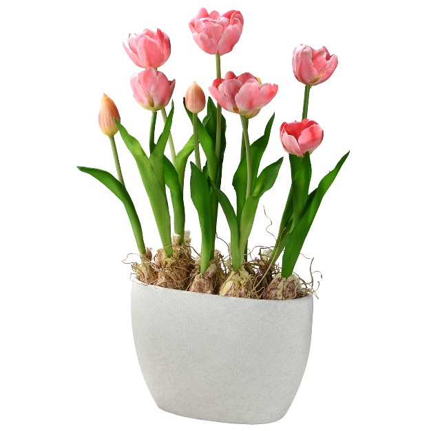 Pink Tulip Flowers