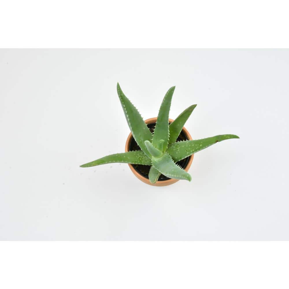 ALTMAN PLANTS 9 cm Aloe Vera Succulent In Terra Cotta Clay Pot 0872524